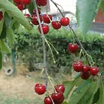 דירה Fabris Roč